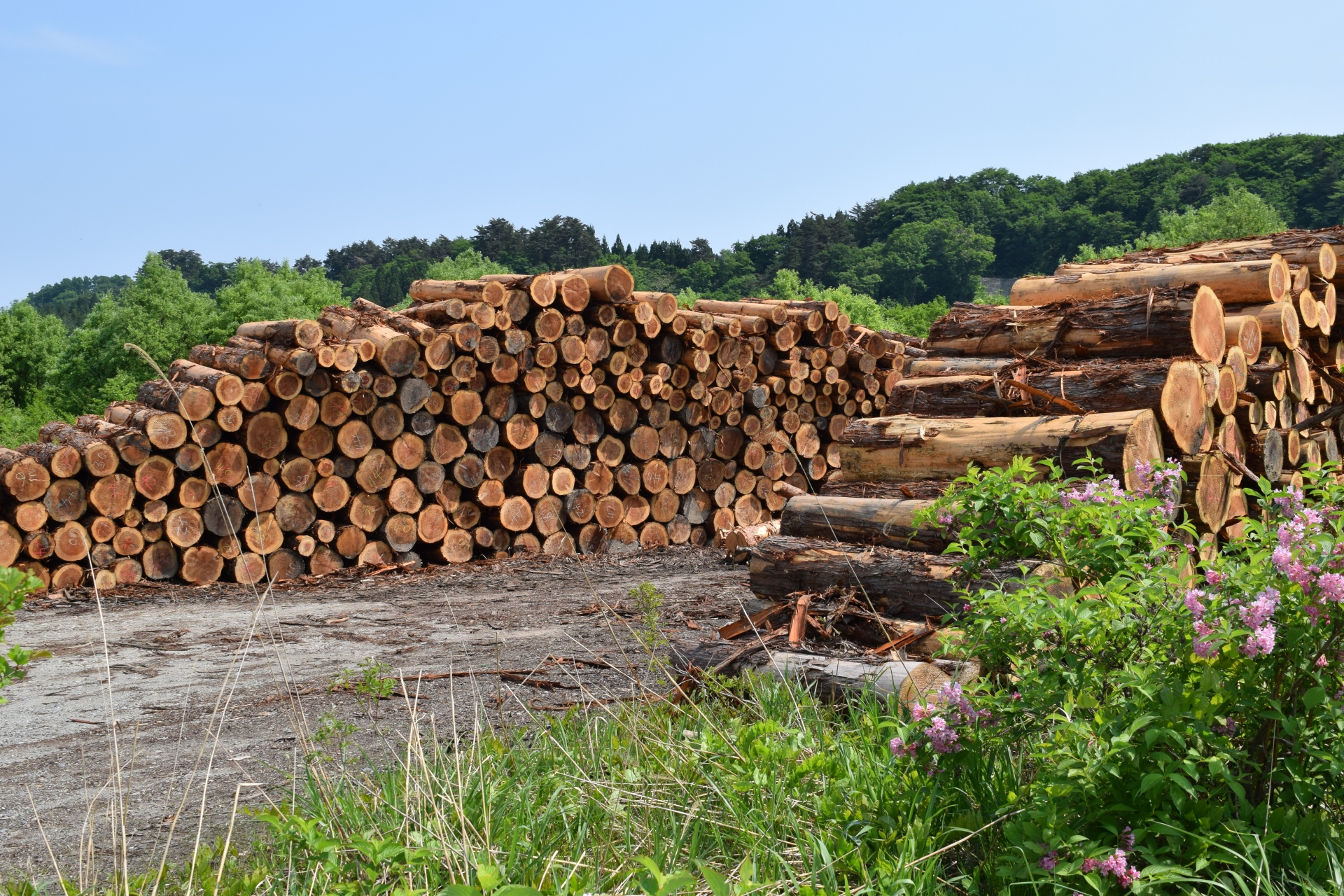 Forestry