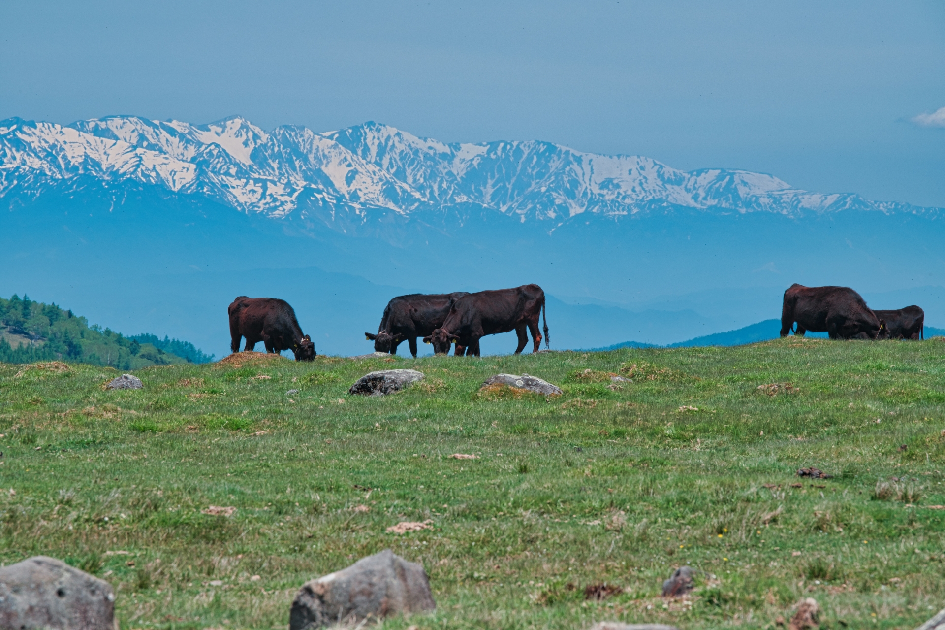 Livestock